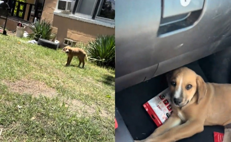 Venu débarrasser un client de déchets encombrants, il voit un chiot blessé et paie 18 euros pour le sauver (vidéo)