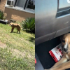 Illustration : Venu d&eacute;barrasser un client de d&eacute;chets encombrants, il voit un chiot bless&eacute; et paie 18 euros pour le sauver (vid&eacute;o)