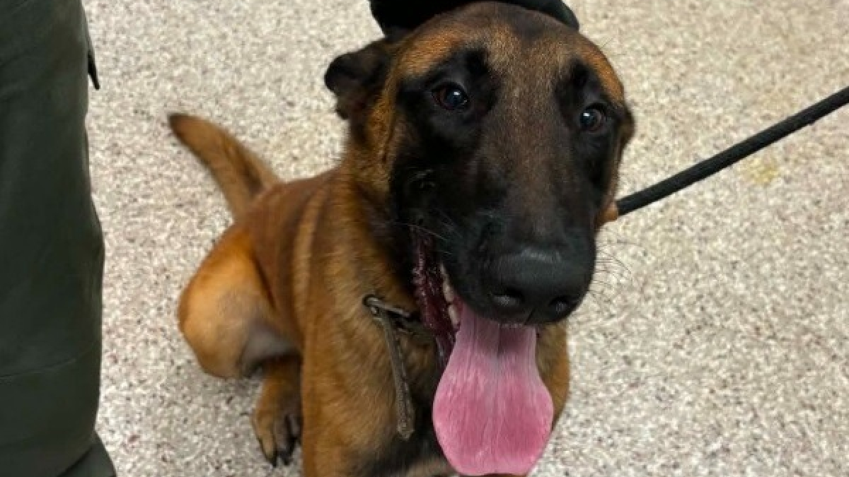 Illustration : "Attaché à un panneau stop avec une corde nouée autour des hanches, un Malinois est secouru alors qu’il était dangereusement proche de la circulation"