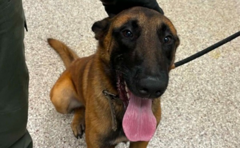 Attaché à un panneau stop avec une corde nouée autour des hanches, un Malinois est secouru alors qu’il était dangereusement proche de la circulation