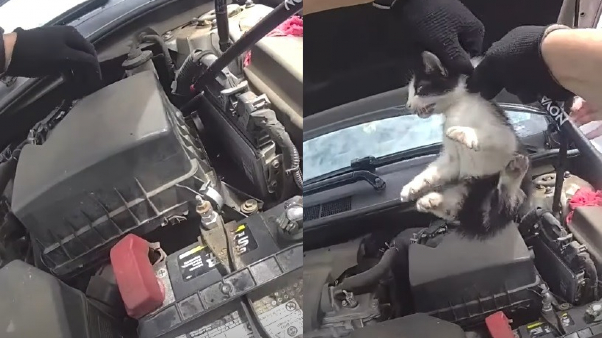 Illustration : "Une automobiliste découvre 3 chatons cachés dans son moteur et un policier sauve le dernier grâce à une baguette de batterie (vidéo)"