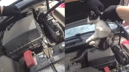 Illustration : Une automobiliste d&eacute;couvre 3 chatons cach&eacute;s dans son moteur et un policier sauve le dernier gr&acirc;ce &agrave; une baguette de batterie (vid&eacute;o)