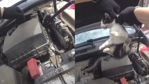 Illustration : Une automobiliste d&eacute;couvre 3 chatons cach&eacute;s dans son moteur et un policier sauve le dernier gr&acirc;ce &agrave; une baguette de batterie (vid&eacute;o)