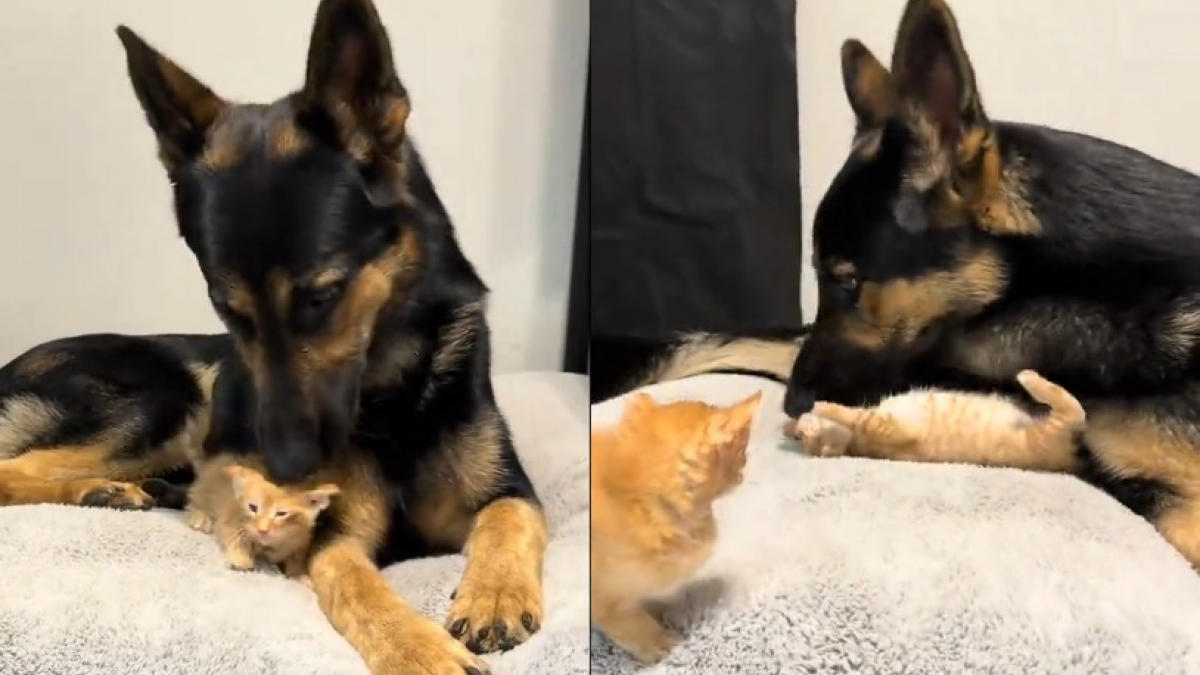 Illustration : "Mère d'accueil pour une portée de 3 chatons errants, elle est émue par l'attitude protectrice de son Berger Allemand à leur égard (vidéo)"