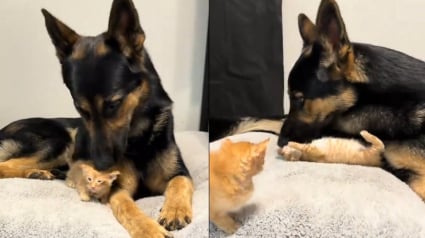 Illustration : M&egrave;re d'accueil pour une port&eacute;e de 3 chatons errants, elle est &eacute;mue par l'attitude protectrice de son Berger Allemand &agrave; leur &eacute;gard (vid&eacute;o)