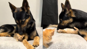 Illustration : Mère d'accueil pour une portée de 3 chatons errants, elle est émue par l'attitude protectrice de son Berger Allemand à leur égard (vidéo)