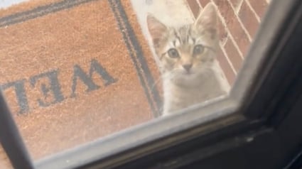 Illustration : Un chaton choisit sa maison pour toujours en miaulant devant une porte pour qu&rsquo;une femme bienveillante le laisse entrer (vid&eacute;o)