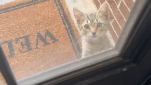 Illustration : Un chaton choisit sa maison pour toujours en miaulant devant une porte pour qu’une femme bienveillante le laisse entrer (vidéo)
