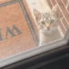 Illustration : Un chaton choisit sa maison pour toujours en miaulant devant une porte pour qu&rsquo;une femme bienveillante le laisse entrer (vid&eacute;o)