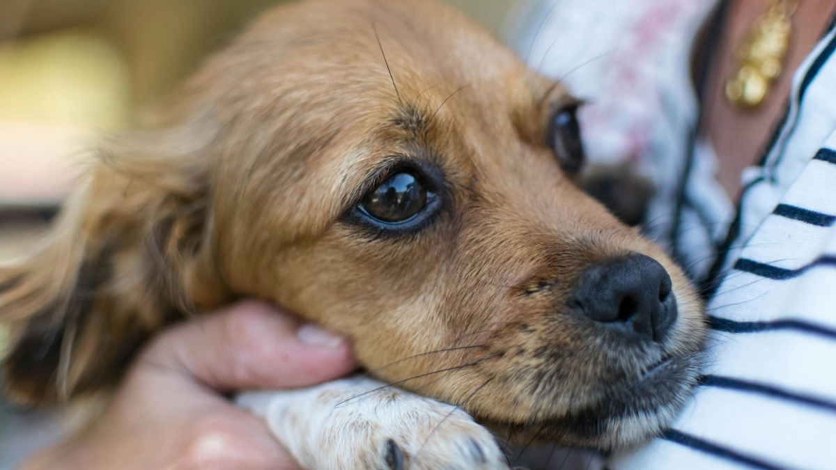 Illustration : "Pourquoi votre chien grelotte-t-il alors qu'il ne fait pas froid ?"