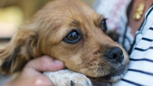 Illustration : Pourquoi votre chien grelotte-t-il alors qu'il ne fait pas froid ?