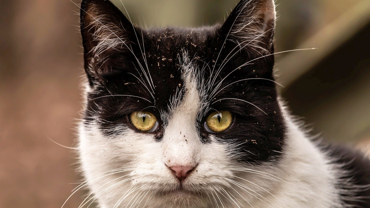Illustration : "Dans la Somme, une habitante nourrit un chat « errant » dont la puce révèle que sa famille le cherchait depuis 4 ans"