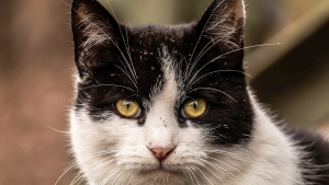 Illustration : Dans la Somme, une habitante nourrit un chat « errant » dont la puce révèle que sa famille le cherchait depuis 4 ans