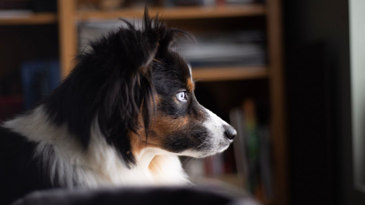 Illustration : "Idée reçue : les chiens voient-ils les fantômes quand ils fixent le vide ?"