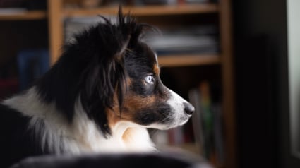 Illustration : Id&eacute;e re&ccedil;ue : les chiens voient-ils les fant&ocirc;mes quand ils fixent le vide ?