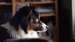 Illustration : "Idée reçue : les chiens voient-ils les fantômes quand ils fixent le vide ?"