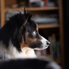 Illustration : Id&eacute;e re&ccedil;ue : les chiens voient-ils les fant&ocirc;mes quand ils fixent le vide ?