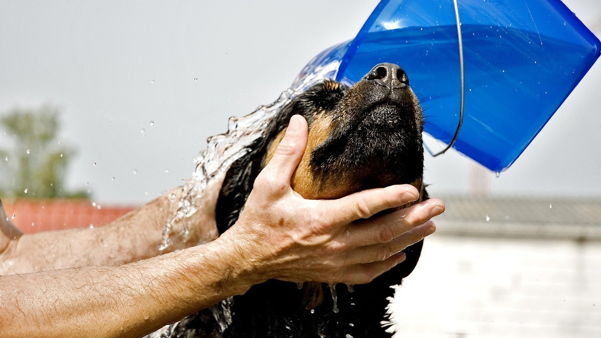 Illustration : "Alertée par un passant, la police sauve un Rottweiler enfermé dans la voiture de son maître où la température dépassait les 64°C"