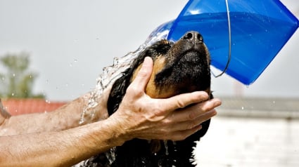 Illustration : Alert&eacute;e par un passant, la police sauve un Rottweiler enferm&eacute; dans la voiture de son ma&icirc;tre o&ugrave; la temp&eacute;rature d&eacute;passait les 64&deg;C