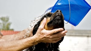 Illustration : Alert&eacute;e par un passant, la police sauve un Rottweiler enferm&eacute; dans la voiture de son ma&icirc;tre o&ugrave; la temp&eacute;rature d&eacute;passait les 64&deg;C