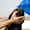 Illustration : Alert&eacute;e par un passant, la police sauve un Rottweiler enferm&eacute; dans la voiture de son ma&icirc;tre o&ugrave; la temp&eacute;rature d&eacute;passait les 64&deg;C