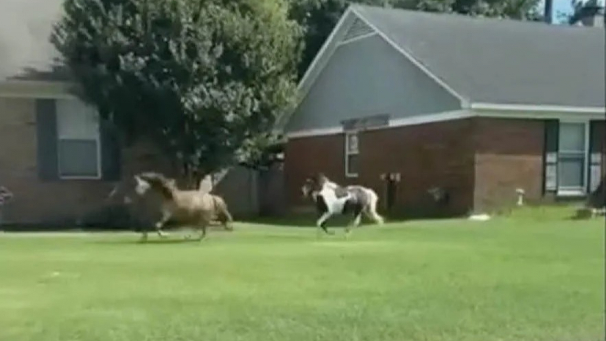 Illustration : "Des policiers ne peuvent s’empêcher de rire en poursuivant 2 chevaux miniatures en cavale dans un quartier résidentiel (vidéo)"