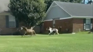 Illustration : Des policiers ne peuvent s&rsquo;emp&ecirc;cher de rire en poursuivant 2 chevaux miniatures en cavale dans un quartier r&eacute;sidentiel (vid&eacute;o)