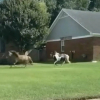 Illustration : Des policiers ne peuvent s&rsquo;emp&ecirc;cher de rire en poursuivant 2 chevaux miniatures en cavale dans un quartier r&eacute;sidentiel (vid&eacute;o)