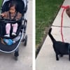 Illustration : Ce f&eacute;lin au charme irr&eacute;sistible transforme une toute petite fille en future &laquo; dame aux chats &raquo; (vid&eacute;o)