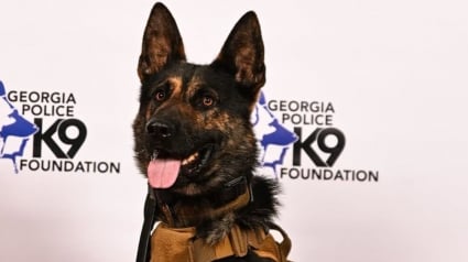 Illustration : Bless&eacute; lors d'un &eacute;change de tirs entre un meurtrier et les forces de l'ordre, ce chien policier quitte la clinique en h&eacute;ros
