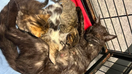 Illustration : &laquo; La maman a d&ucirc; lutter pour sa survie &raquo;, une chatte et ses chatons abandonn&eacute;s dans un sac-poubelle d&eacute;sormais en s&eacute;curit&eacute;