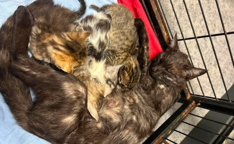 « La maman a dû lutter pour sa survie », une chatte et ses chatons abandonnés dans un sac-poubelle désormais en sécurité