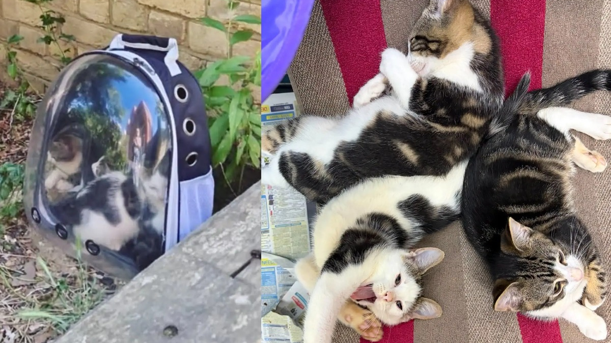 Illustration : "Une bénévole sauve 3 chatons abandonnés dans un sac de transport à hublot en pleine canicule et leur trouve une famille aimante"