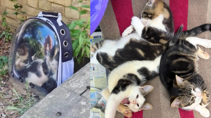 Illustration : Une b&eacute;n&eacute;vole sauve 3 chatons abandonn&eacute;s dans un sac de transport &agrave; hublot en pleine canicule et leur trouve une famille aimante