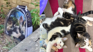 Illustration : Une b&eacute;n&eacute;vole sauve 3 chatons abandonn&eacute;s dans un sac de transport &agrave; hublot en pleine canicule et leur trouve une famille aimante