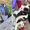 Illustration : Une b&eacute;n&eacute;vole sauve 3 chatons abandonn&eacute;s dans un sac de transport &agrave; hublot en pleine canicule et leur trouve une famille aimante