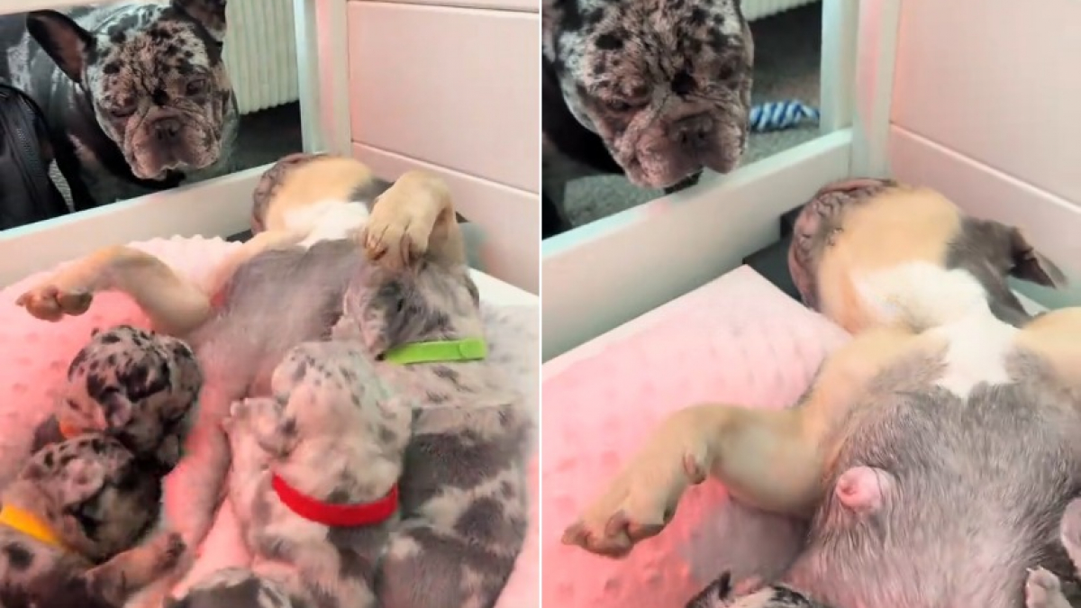 Illustration : "Une maman Bouledogue Français élève ses 10 chiots sous le regard bienveillant d’un père toujours présent (vidéo)"