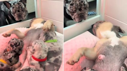 Illustration : Une maman Bouledogue Fran&ccedil;ais &eacute;l&egrave;ve ses 10 chiots sous le regard bienveillant d&rsquo;un p&egrave;re toujours pr&eacute;sent (vid&eacute;o)