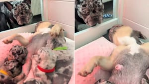 Illustration : Une maman Bouledogue Français élève ses 10 chiots sous le regard bienveillant d’un père toujours présent (vidéo)