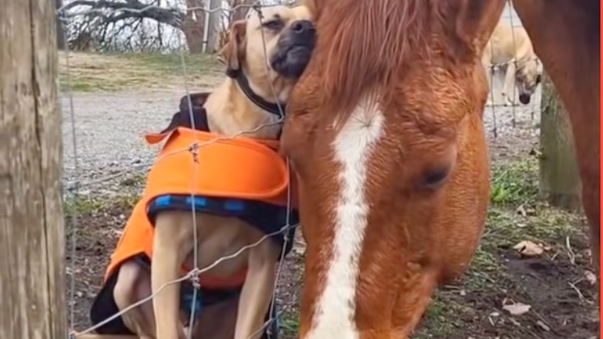 Illustration : "Amis séparés par une clôture, ce chien et ce cheval ont pris l'habitude de coller la tête l'un contre l'autre (vidéo)"