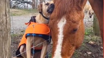 Illustration : Amis s&eacute;par&eacute;s par une cl&ocirc;ture, ce chien et ce cheval ont pris l'habitude de coller la t&ecirc;te l'un contre l'autre (vid&eacute;o)