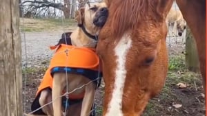 Illustration : Amis séparés par une clôture, ce chien et ce cheval ont pris l'habitude de coller la tête l'un contre l'autre (vidéo)