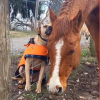 Illustration : Amis s&eacute;par&eacute;s par une cl&ocirc;ture, ce chien et ce cheval ont pris l'habitude de coller la t&ecirc;te l'un contre l'autre (vid&eacute;o)