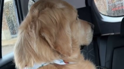 Illustration : Sa ma&icirc;tresse revenue de vacances, ce Golden Retriever m&eacute;content qu'elle soit partie sans lui d&eacute;cide lui tourner le dos (vid&eacute;o)