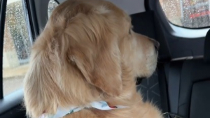 Illustration : Sa maîtresse revenue de vacances, ce Golden Retriever mécontent qu'elle soit partie sans lui décide lui tourner le dos (vidéo)