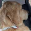 Illustration : Sa ma&icirc;tresse revenue de vacances, ce Golden Retriever m&eacute;content qu'elle soit partie sans lui d&eacute;cide lui tourner le dos (vid&eacute;o)