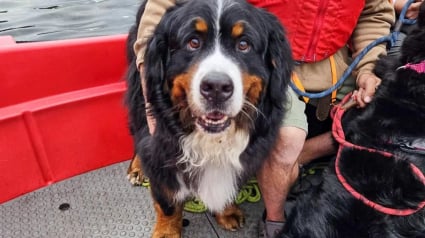 Illustration : Coinc&eacute;s sur des rochers tr&egrave;s instables deux chiens Bouviers Bernois sont sauv&eacute;s en bateau avec leurs ma&icirc;tres