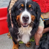 Illustration : Coinc&eacute;s sur des rochers tr&egrave;s instables deux chiens Bouviers Bernois sont sauv&eacute;s en bateau avec leurs ma&icirc;tres