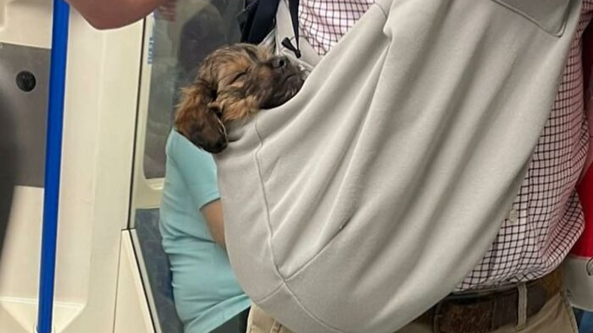Illustration : "15 photos de chiens transportés dans un sac, qui profitent de la vie confortablement"
