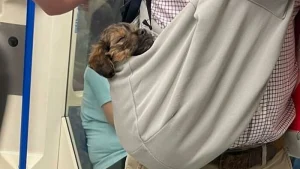 Illustration : 15 photos de chiens transport&eacute;s dans un sac, qui profitent de la vie confortablement